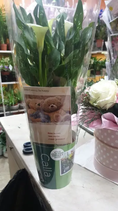 Златна роза