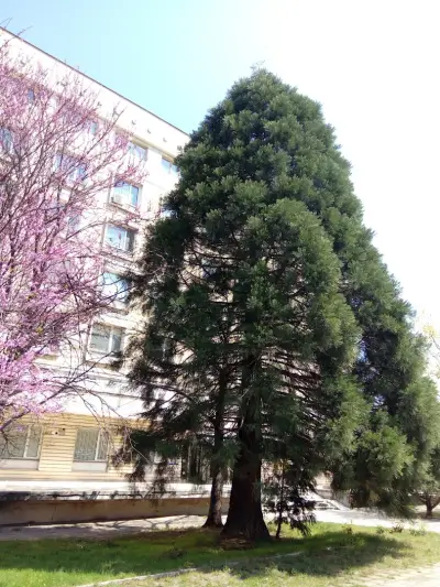 ЦЕНТЪР ЗА КОЖНО - ВЕНЕРИЧЕСКИ ЗАБОЛЯВАНИЯ- ВРАЦА