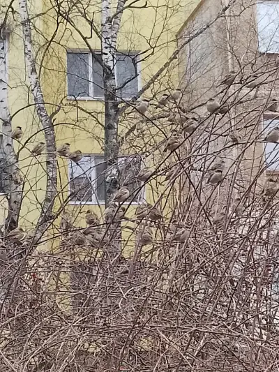 София Комерс Заложни Къщи АД
