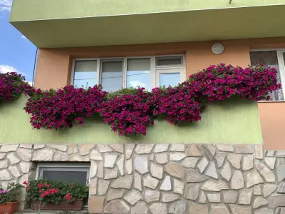 Lili's Flowers