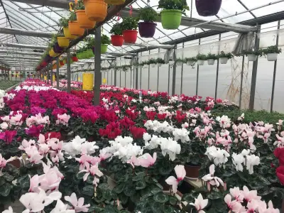 Lili's Flowers