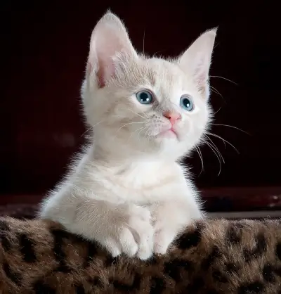 Royal Pets