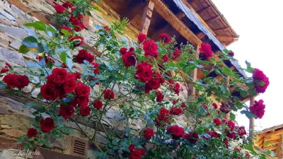 Kalinia Guesthouse B&B