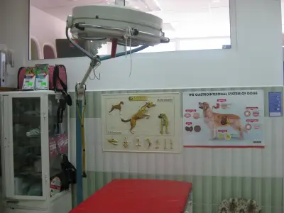 Барс вет
