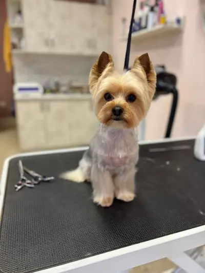 Dog place