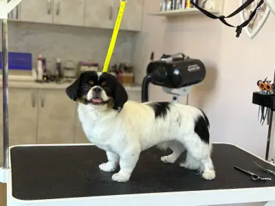 Dog place
