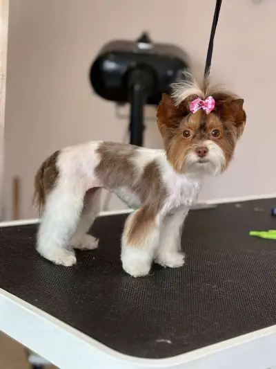 Dog place