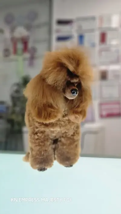 Dog place