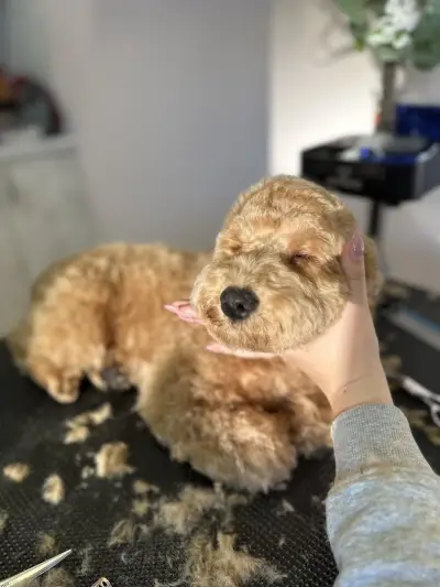 Dog place