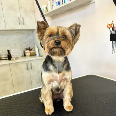 Dog place