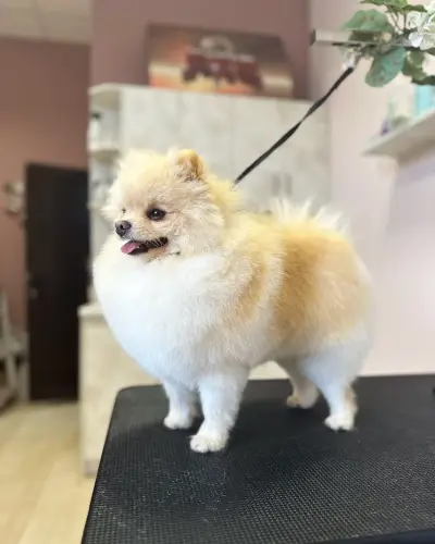 Dog place