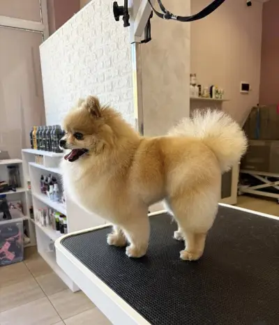 Dog place