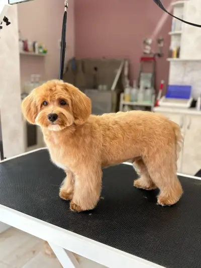 Dog place