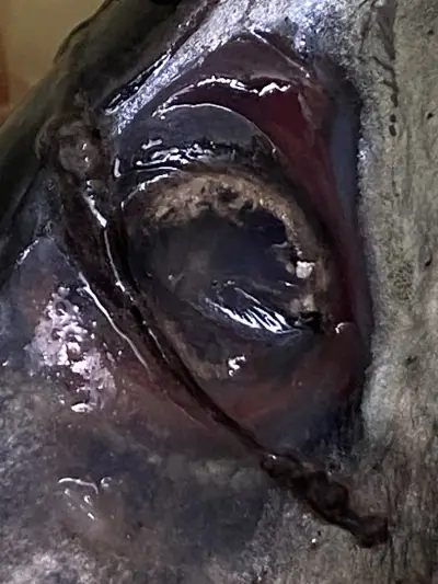 FISHZONE