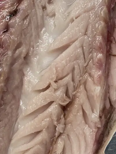 FISHZONE