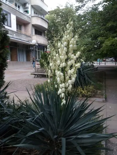 РЕХА БУЛ