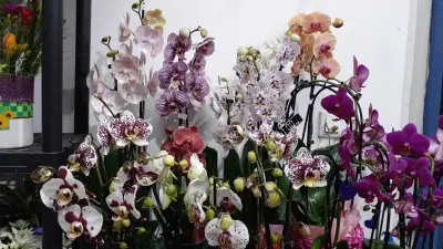 Fantasies & Flowers