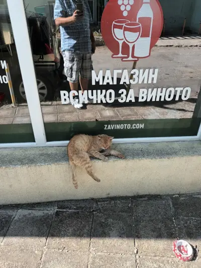 ВАНКОВ 2004