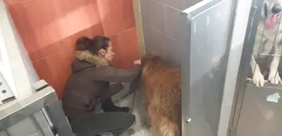Аренавет