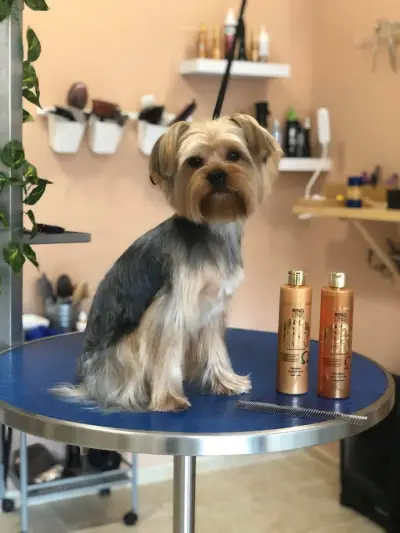 Ние,кучетата