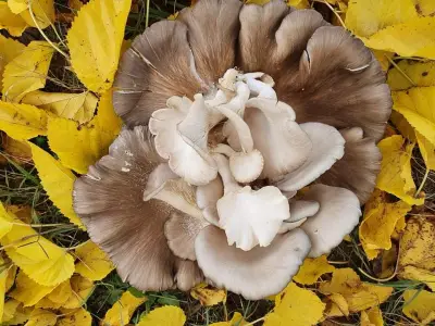 The Truffle Place Forest