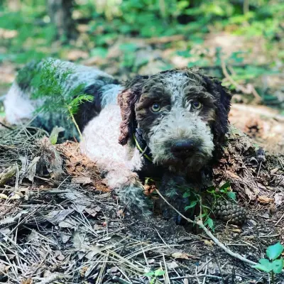 The Truffle Place Forest