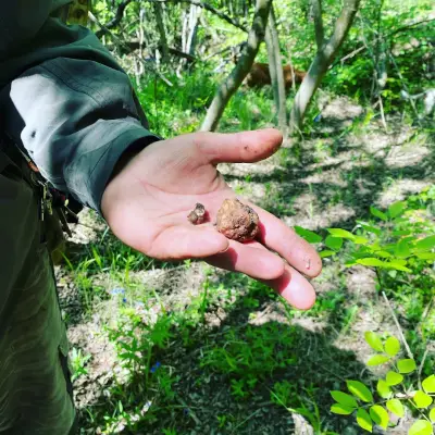 The Truffle Place Forest