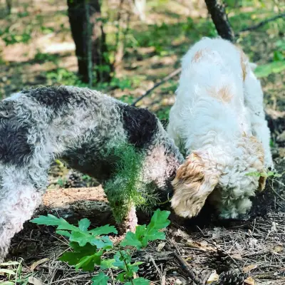 The Truffle Place Forest