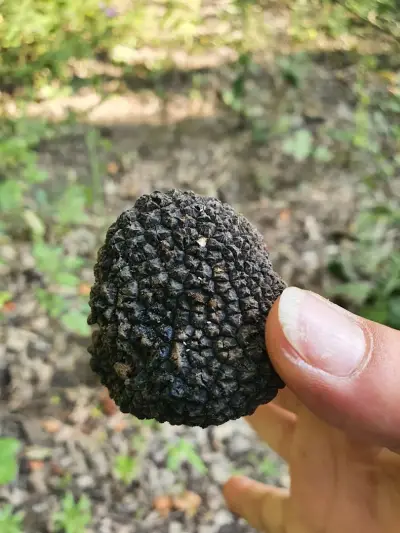 The Truffle Place Forest
