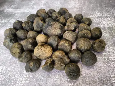 The Truffle Place Forest