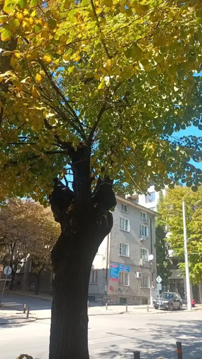 ИПСМП Д-Р ВЕСЕЛИНА ДИМОВА