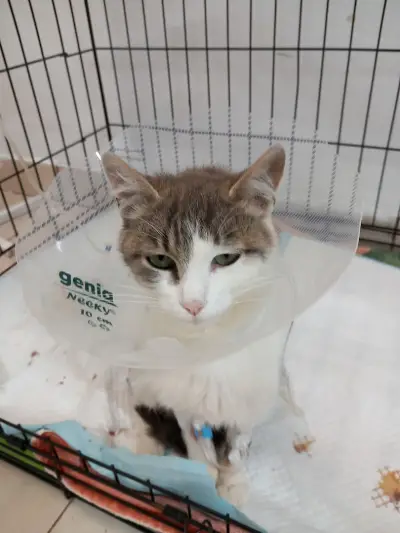 Ветеринарна клиника -Ескулап/Veterinary Clinic for Emergency Medicine