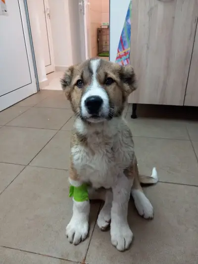 Ветеринарна клиника -Ескулап/Veterinary Clinic for Emergency Medicine
