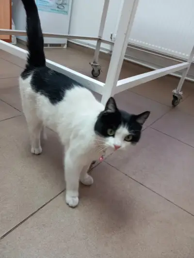 Ветеринарна клиника -Ескулап/Veterinary Clinic for Emergency Medicine