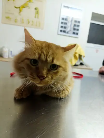 Ветеринарна клиника -Ескулап/Veterinary Clinic for Emergency Medicine