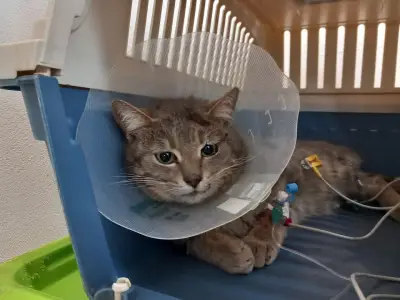 Ветеринарна клиника -Ескулап/Veterinary Clinic for Emergency Medicine