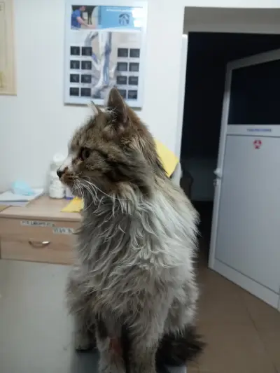 Ветеринарна клиника -Ескулап/Veterinary Clinic for Emergency Medicine