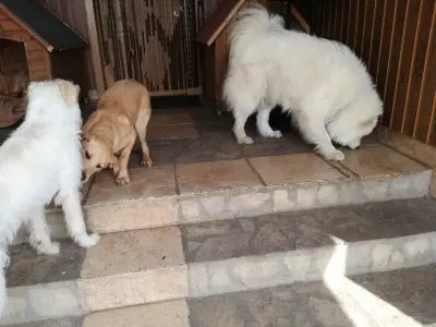 Хотел за кучета и котки Бургас