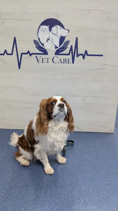 Ветеринарна клиника VetCare-Лагера