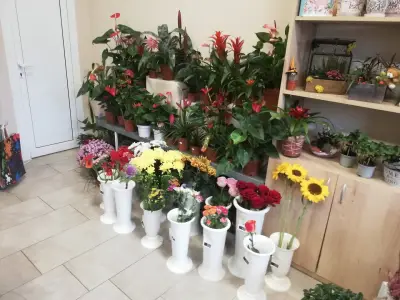 Далия Сторгозия
