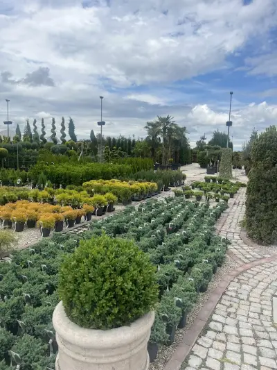 Флора 2000