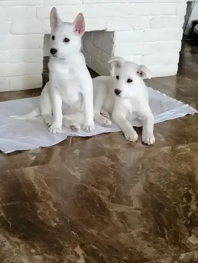 Ветеринарна клиника Феникс