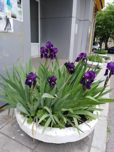 Народно читалище „Св. Климент Охридски“