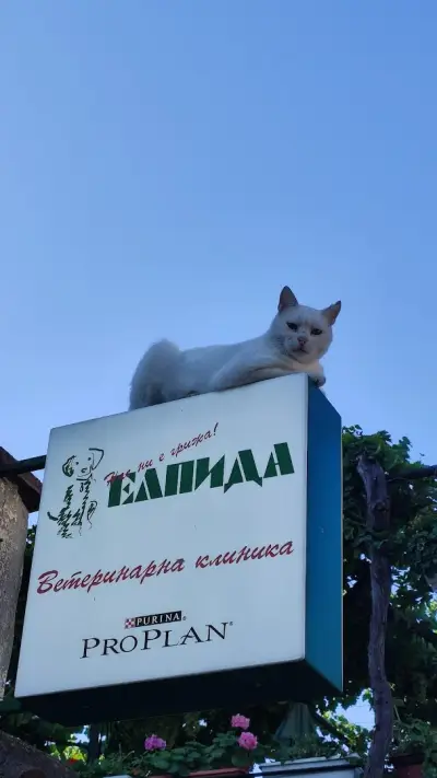 Елпида