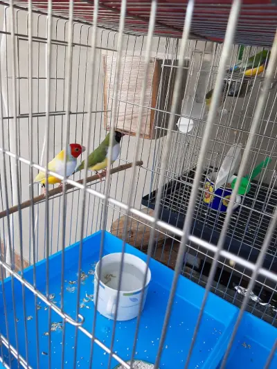 Меднеин