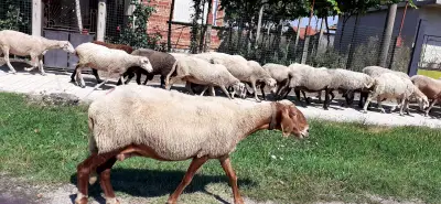ОБЩИНА МЕДКОВЕЦ