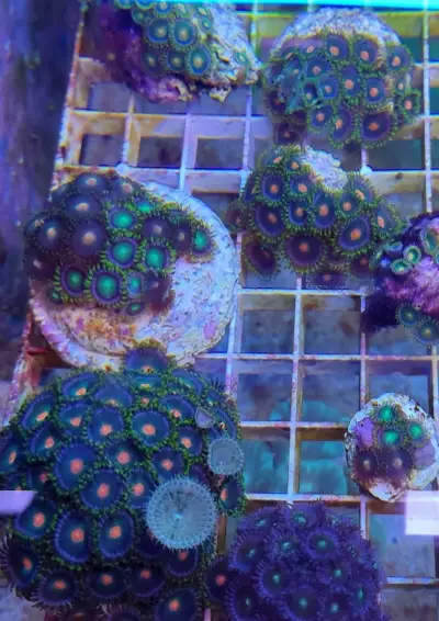 Зоомагазин ЗооСвят / Aquarium & Pet Shop