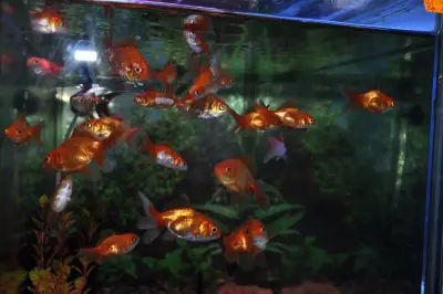Зоомагазин ЗооСвят / Aquarium & Pet Shop