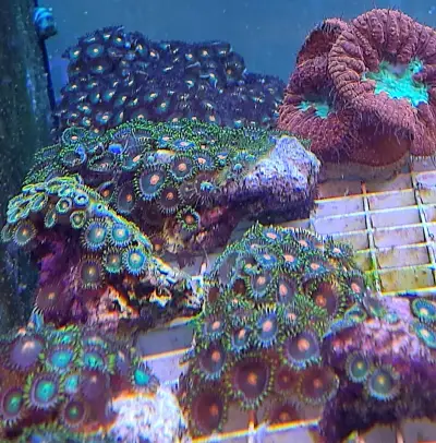 Зоомагазин ЗооСвят / Aquarium & Pet Shop