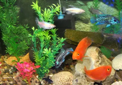 Зоомагазин ЗооСвят / Aquarium & Pet Shop